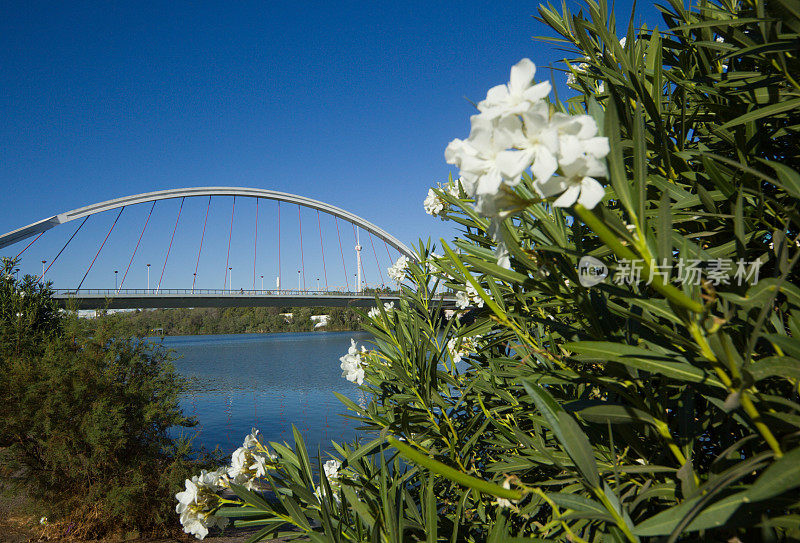 西班牙塞维利亚的Puente de la Barqueta